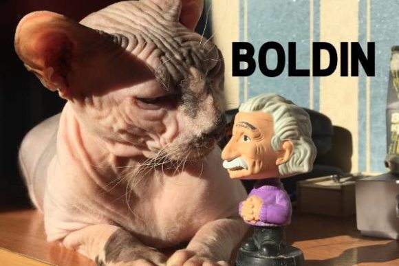 Boldin: A Modern Sans Serif Typeface for Editors