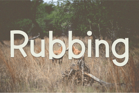 Rubbing: The Unique Sans Serif Font for Bold Campaigns